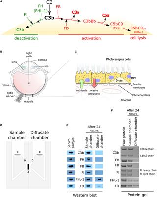 Bruch’s Membrane Compartmentalizes Complement Regulation in the Eye with Implications for Therapeutic Design in Age-Related Macular Degeneration